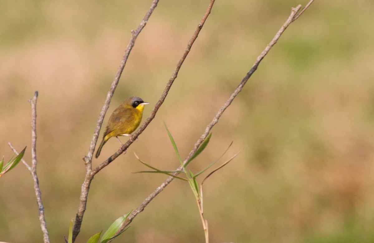 Southern Yellowthroat - ML314041851