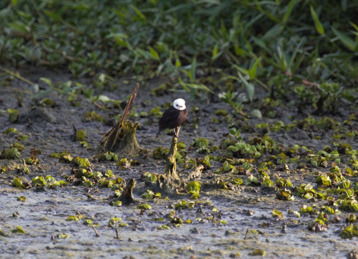 White-headed Marsh Tyrant - ML314042171