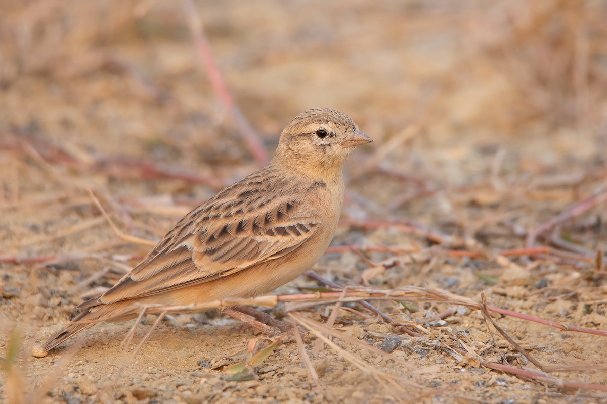 Mongolian Short-toed Lark - ML314042331