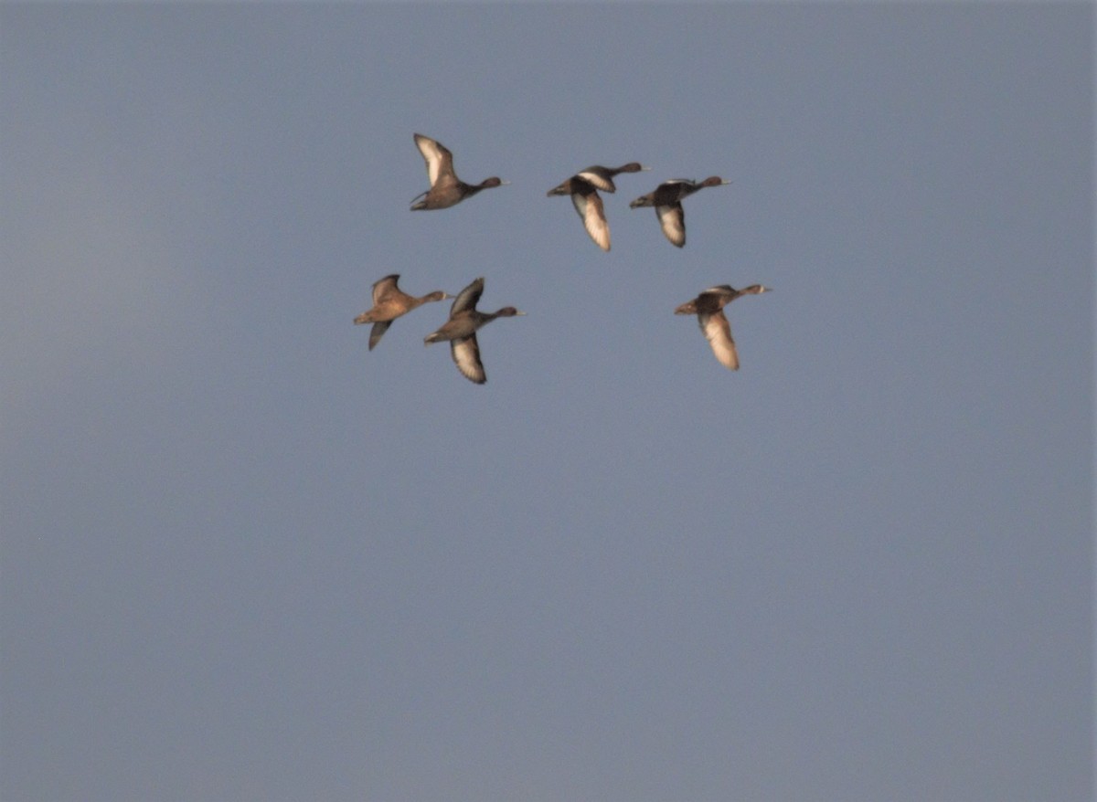 Southern Pochard - ML314042481