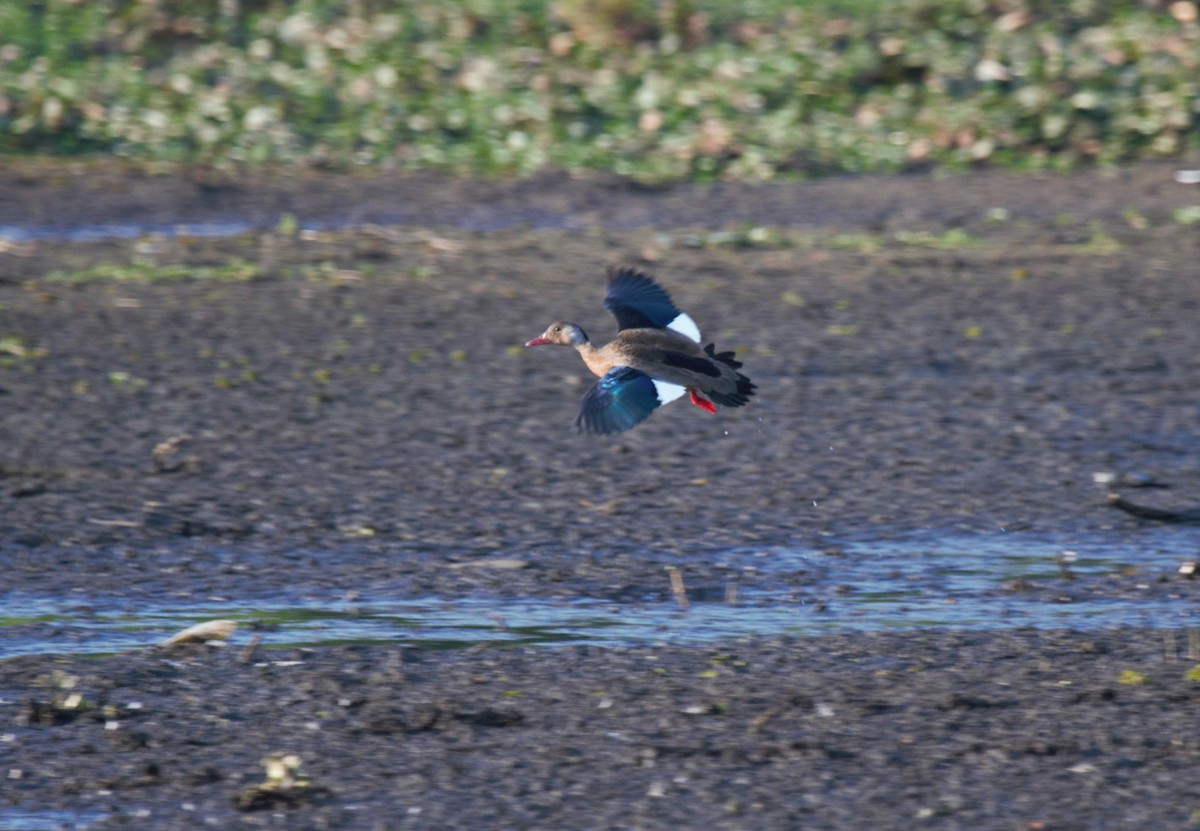 Brazilian Teal - ML314042771