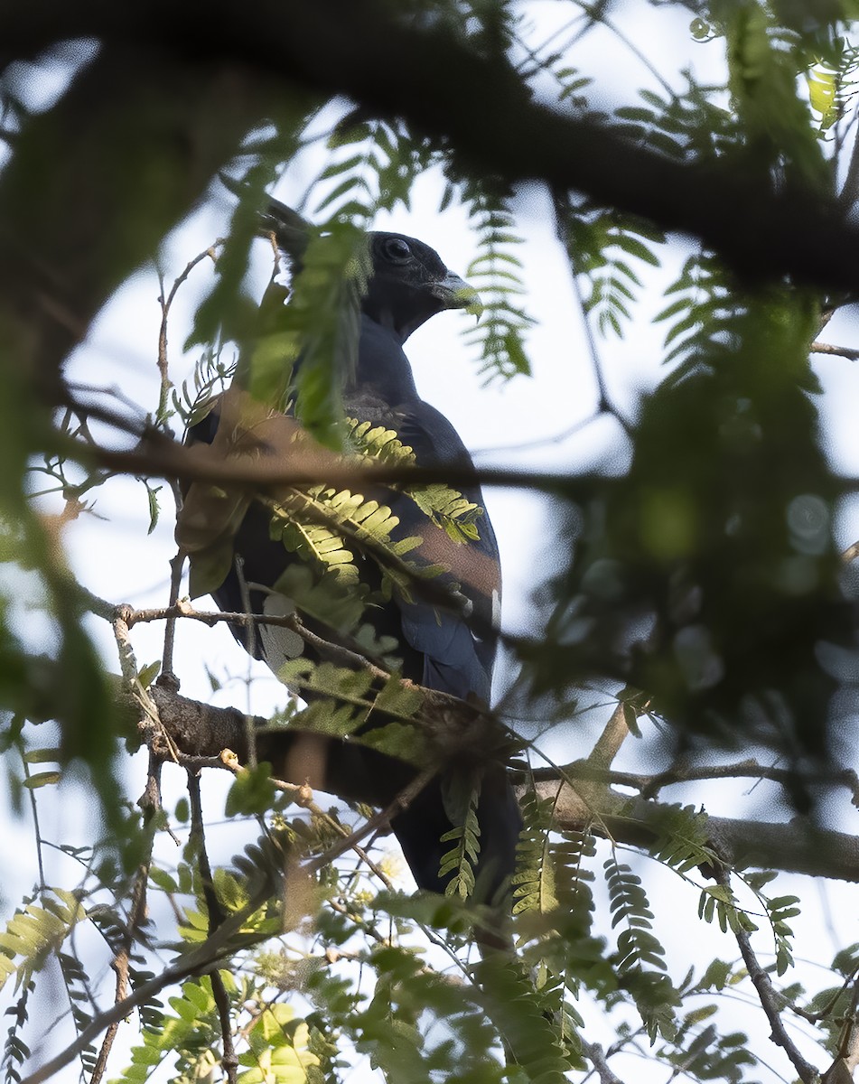 Black Baza - ML314043551