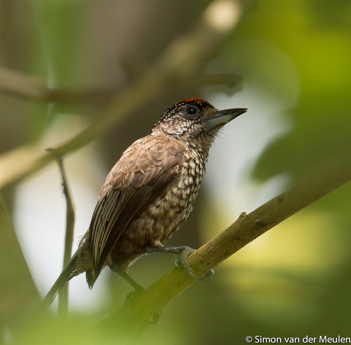 Arrowhead Piculet - Simon van der Meulen