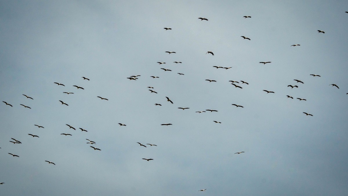 White Stork - ML314048171