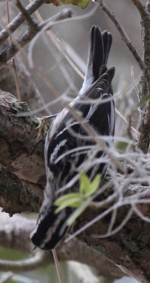 Black-and-white Warbler - ML314049681