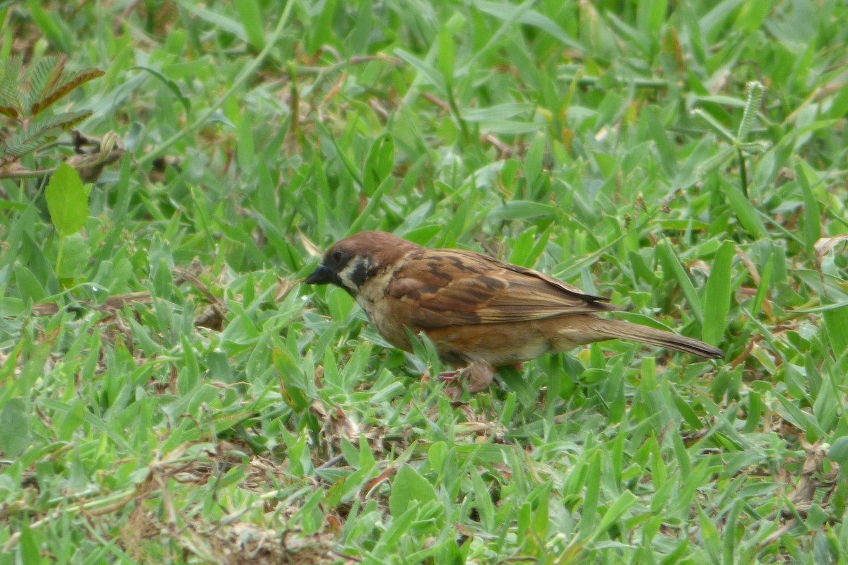 Eurasian Tree Sparrow - ML314050021