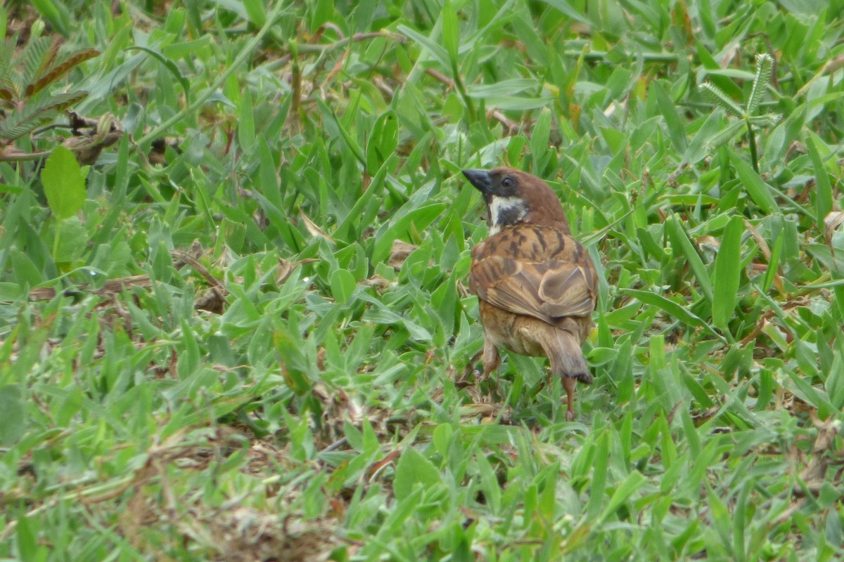 Eurasian Tree Sparrow - ML314050031