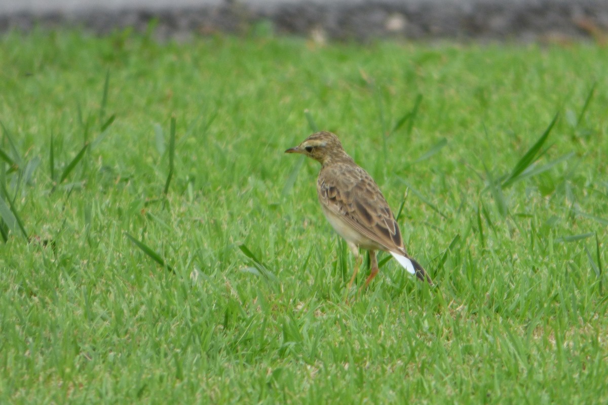 Paddyfield Pipit - ML314050081