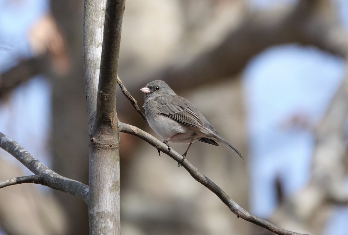 Dark-eyed Junco - ML314051431