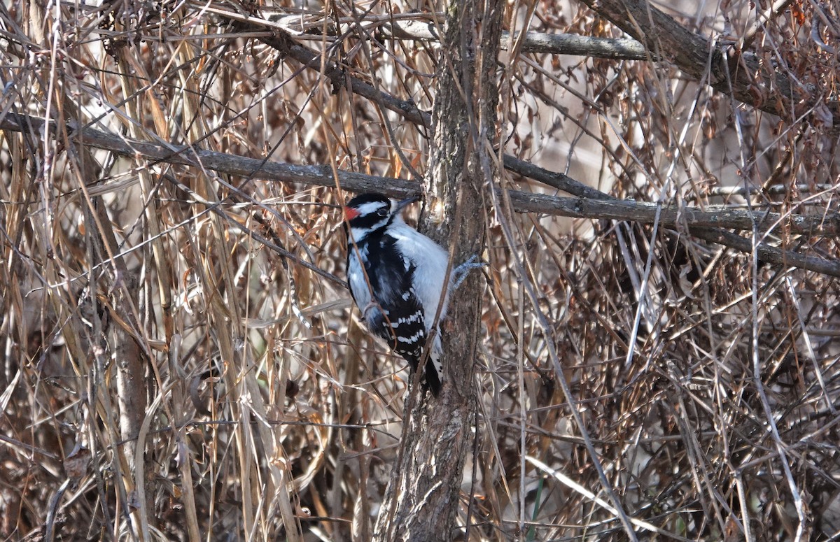 Downy Woodpecker - ML314051731