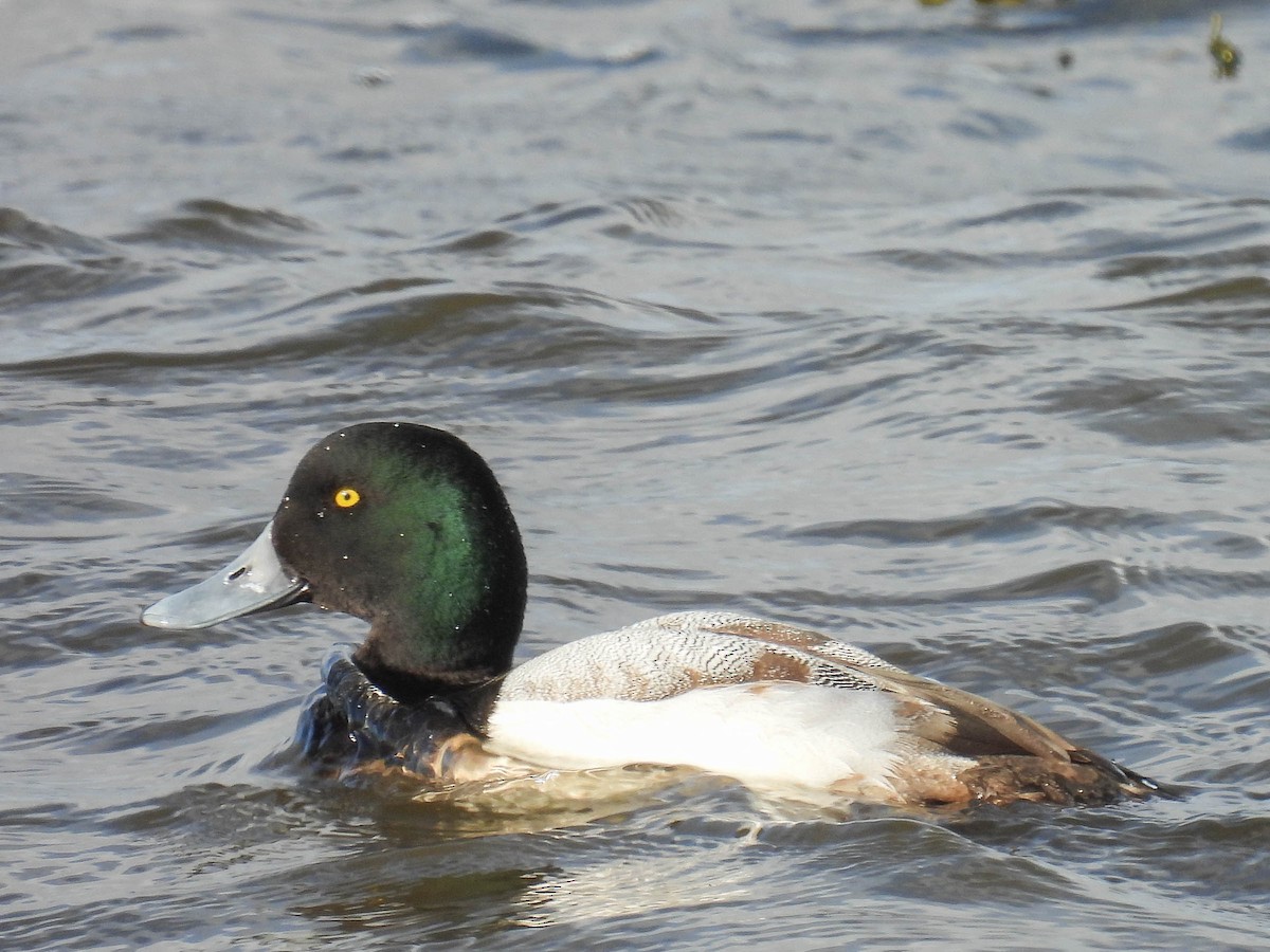 Greater Scaup - Colin Leslie