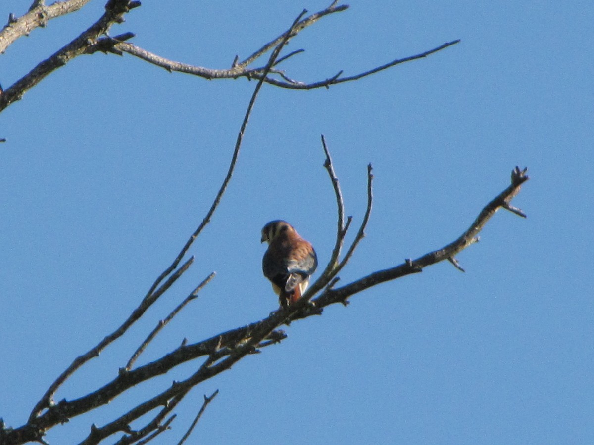 American Kestrel - ML314053721