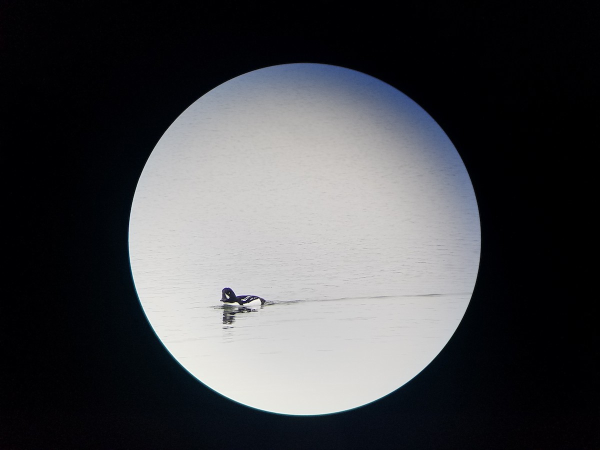 Barrow's Goldeneye - ML314054581