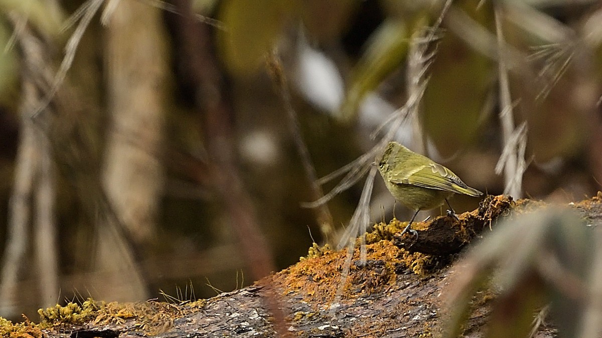 Yellow-browed Tit - ML314055421