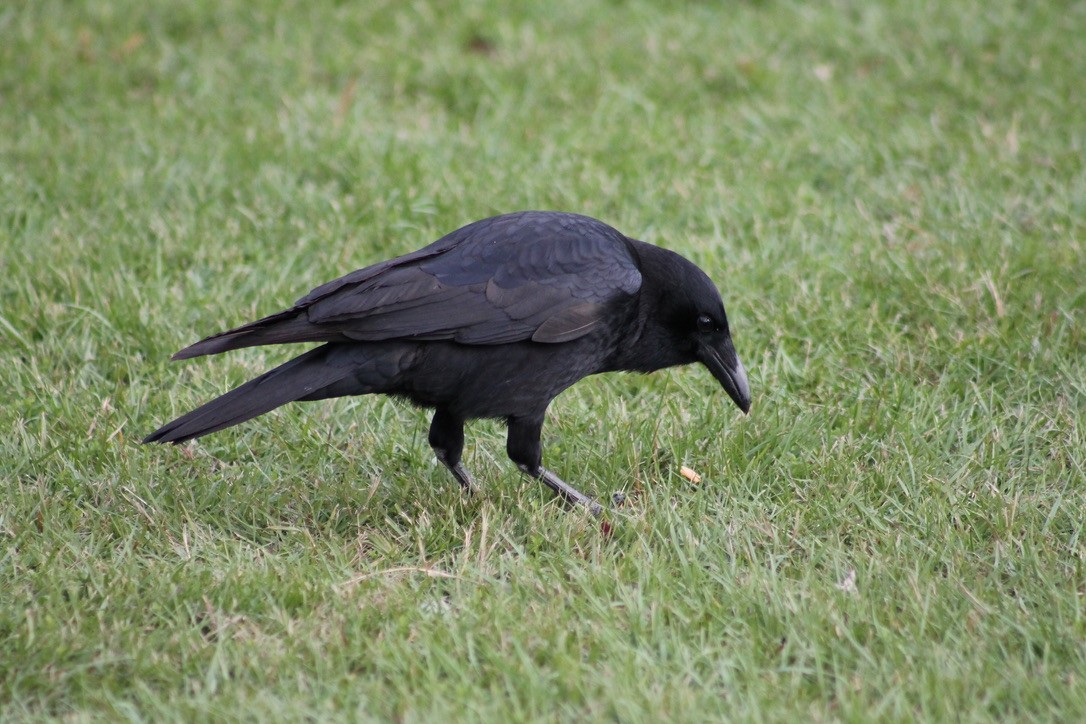 American Crow - ML314056791