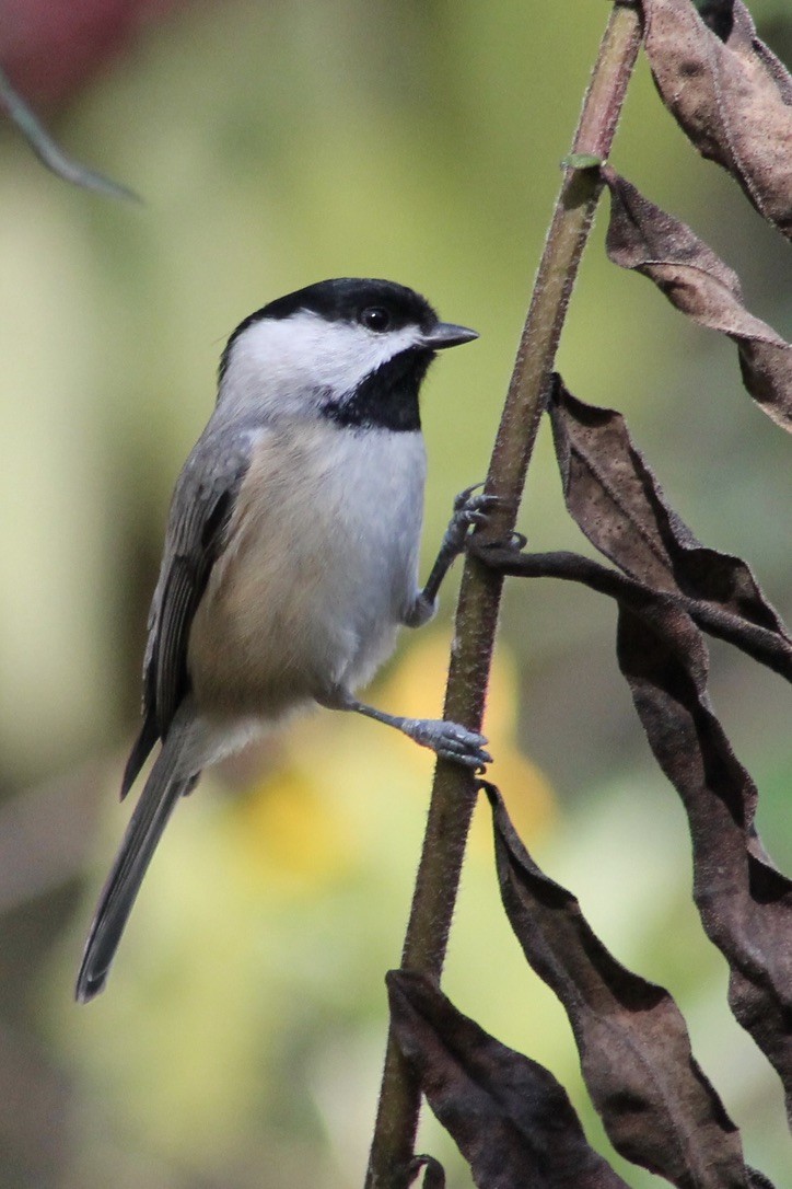 Carolina Chickadee - ML314056811