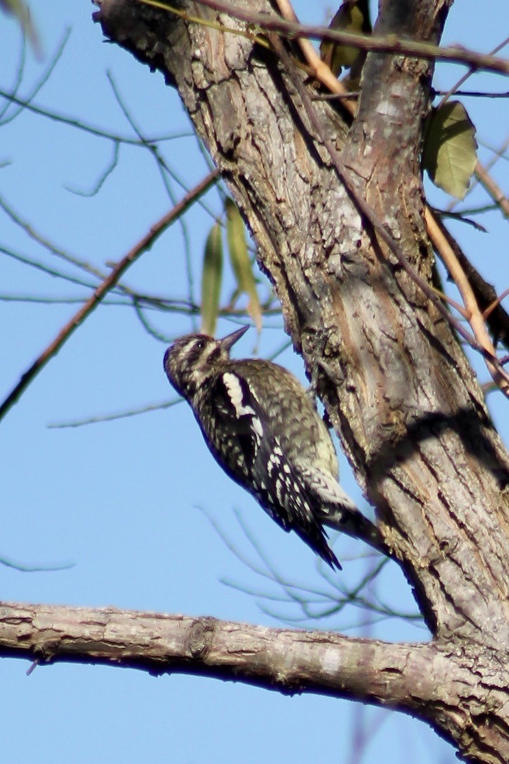 Yellow-bellied Sapsucker - ML314056851