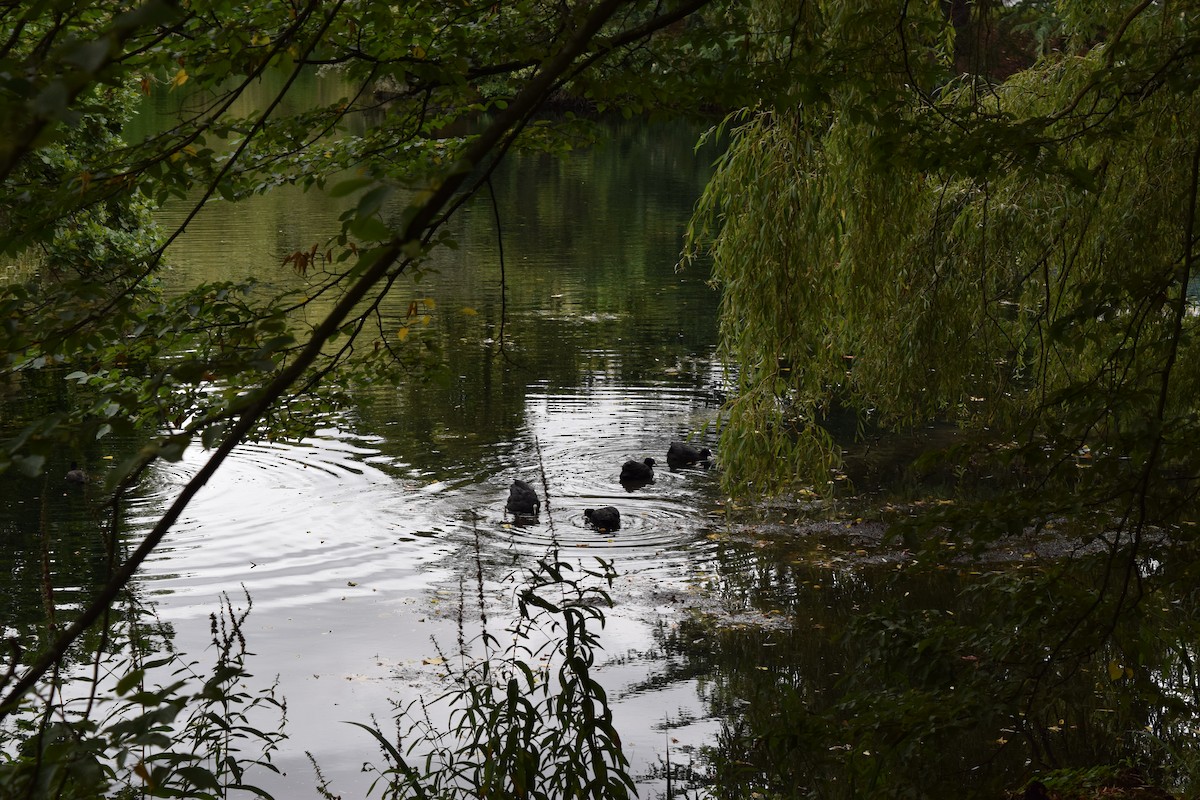 Eurasian Coot - ML314058111