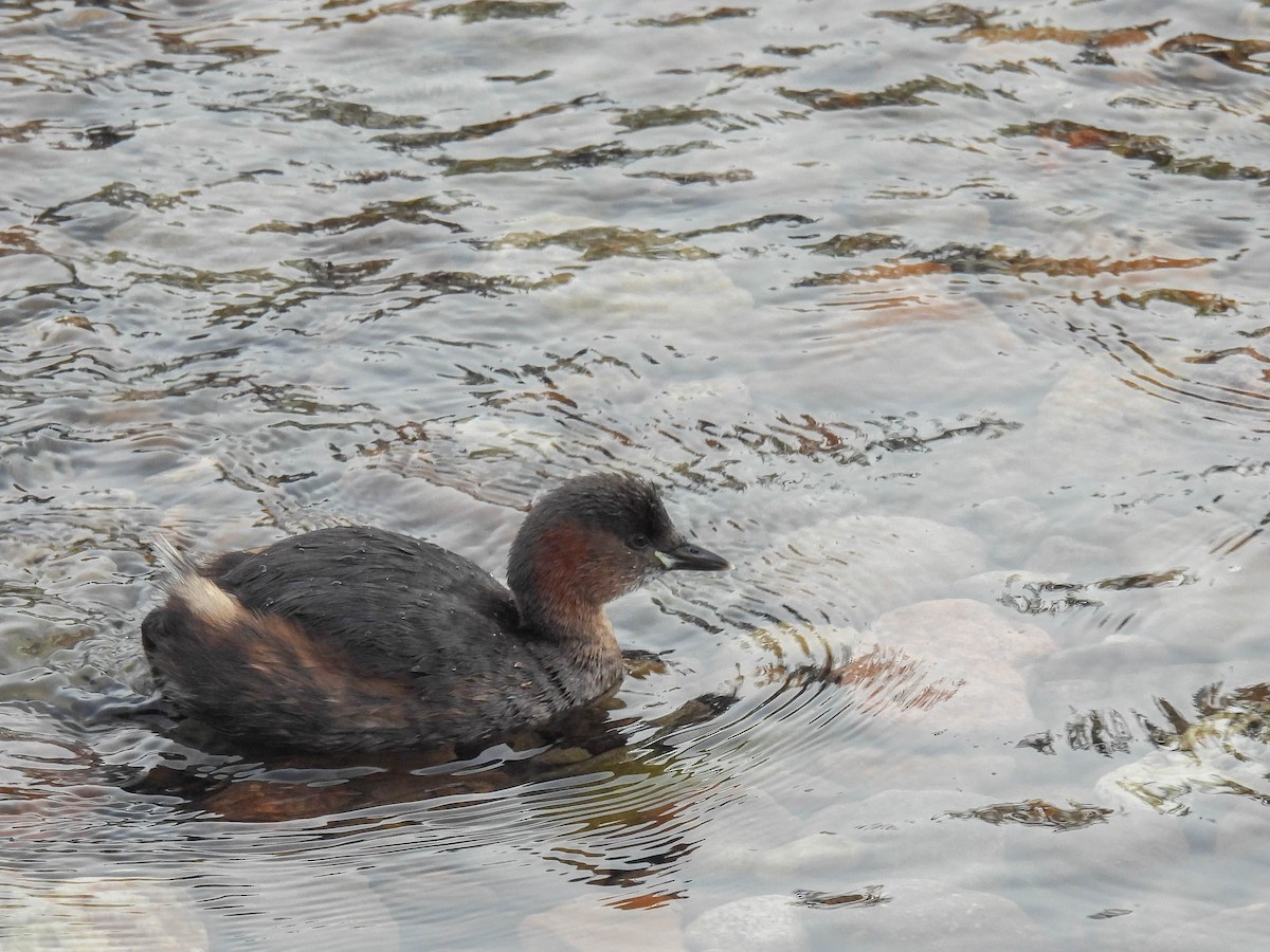 Little Grebe - Colin Leslie