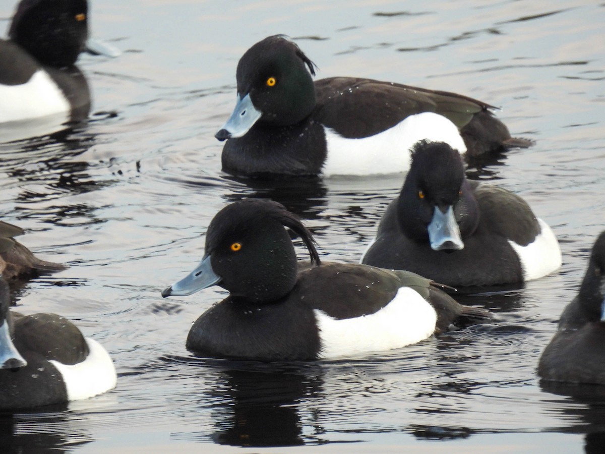 Tufted Duck - Colin Leslie