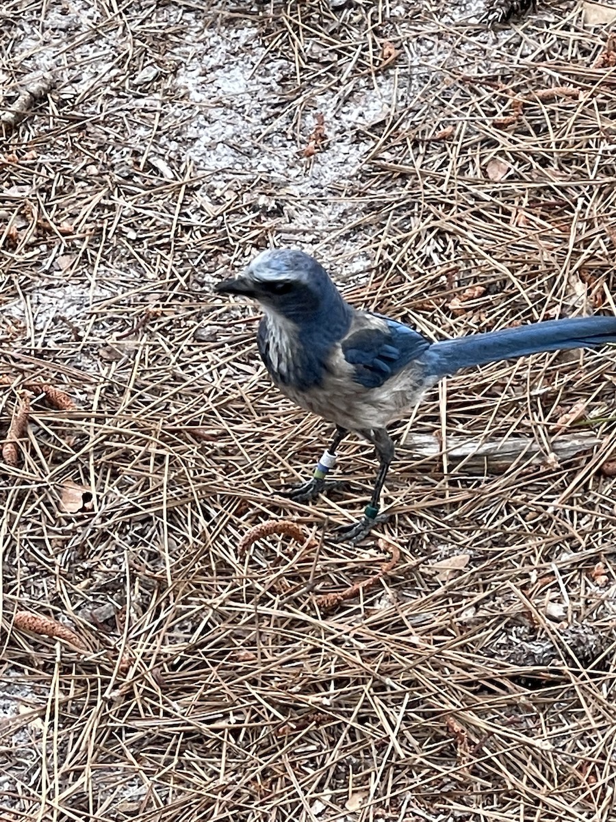 Florida Scrub-Jay - ML314058911