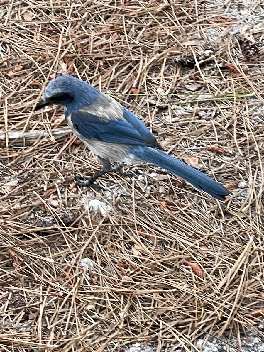 Florida Scrub-Jay - ML314059231