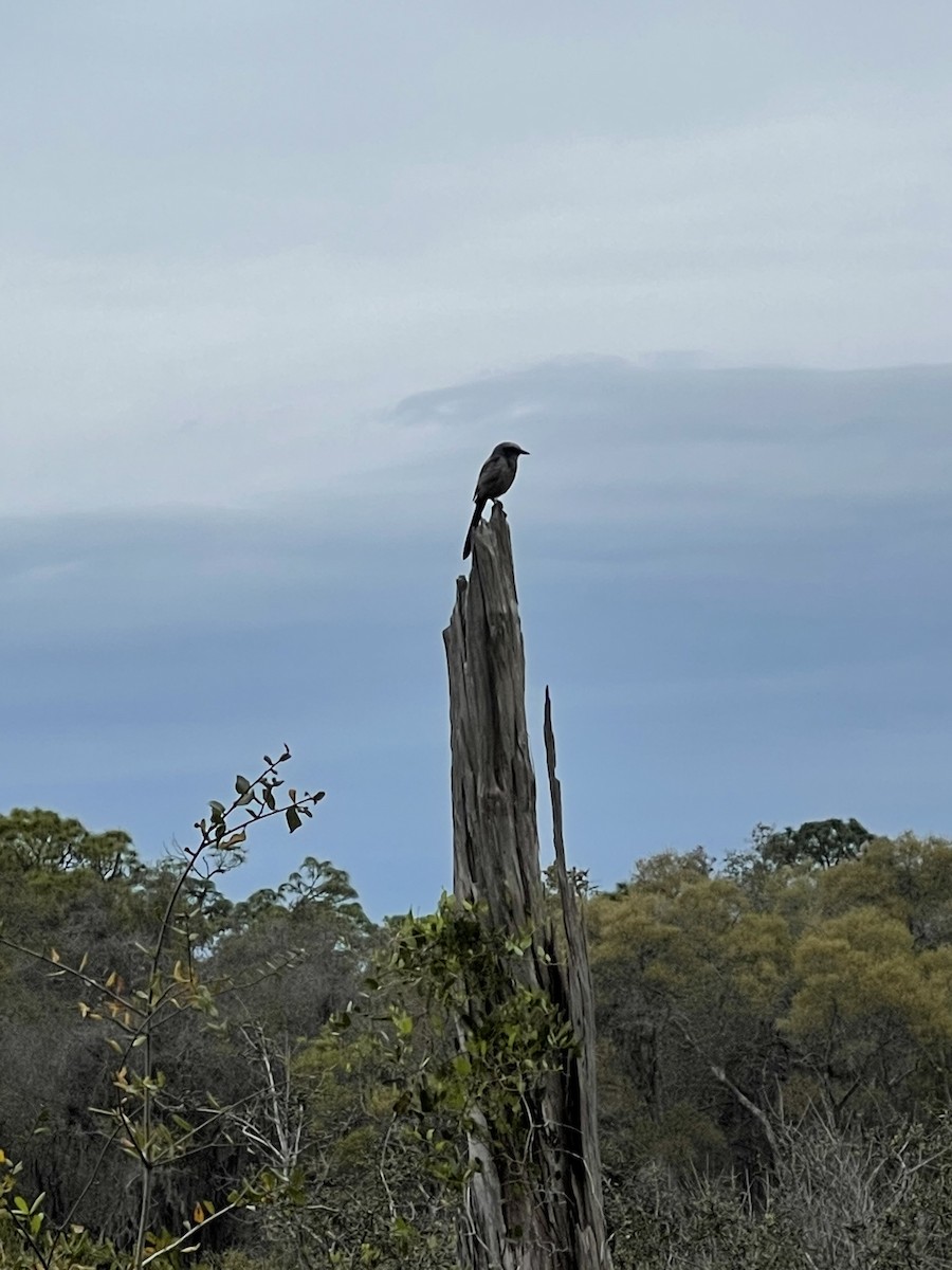 Florida Scrub-Jay - ML314059301