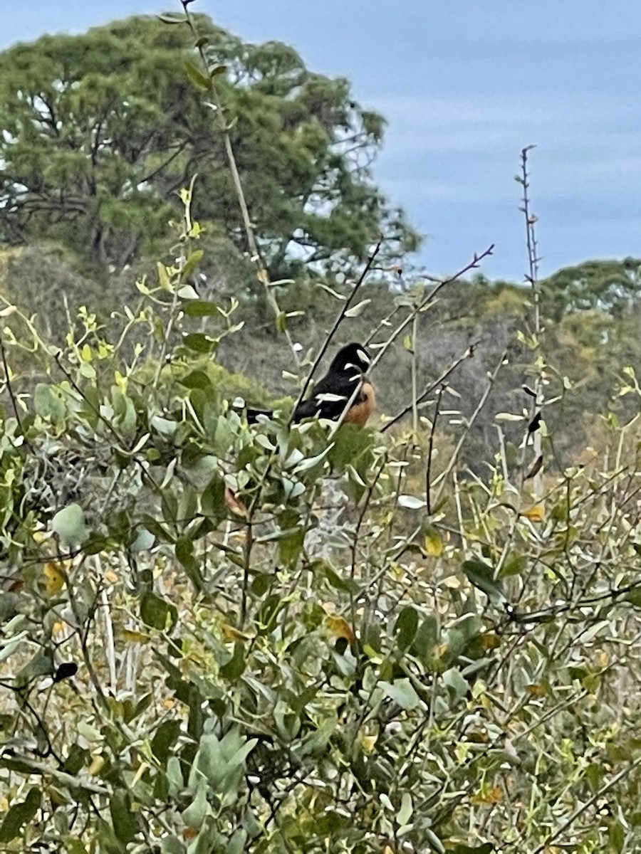 Eastern Towhee - ML314059881