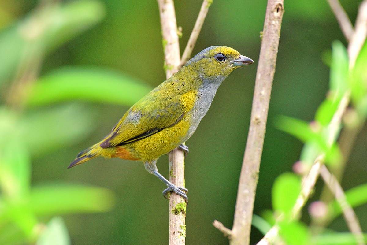 Chestnut-bellied Euphonia - Fernando Lotto