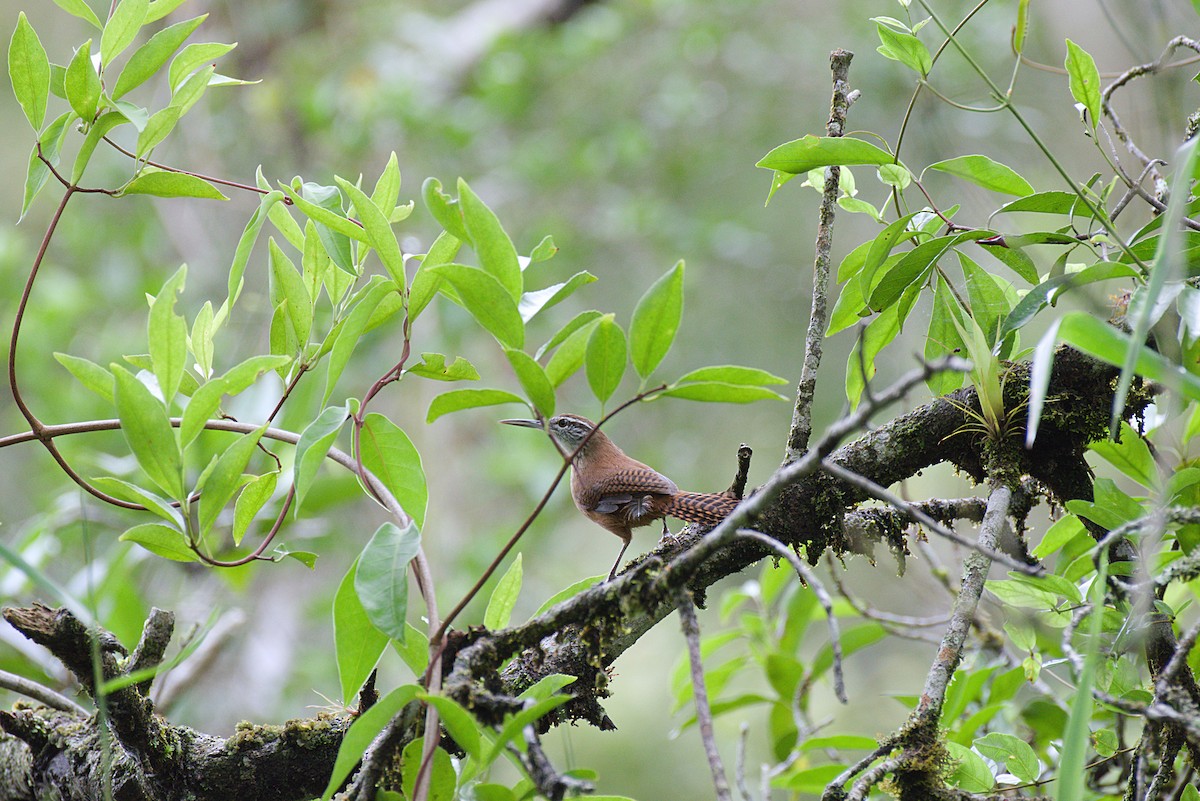 Long-billed Wren - ML314062191