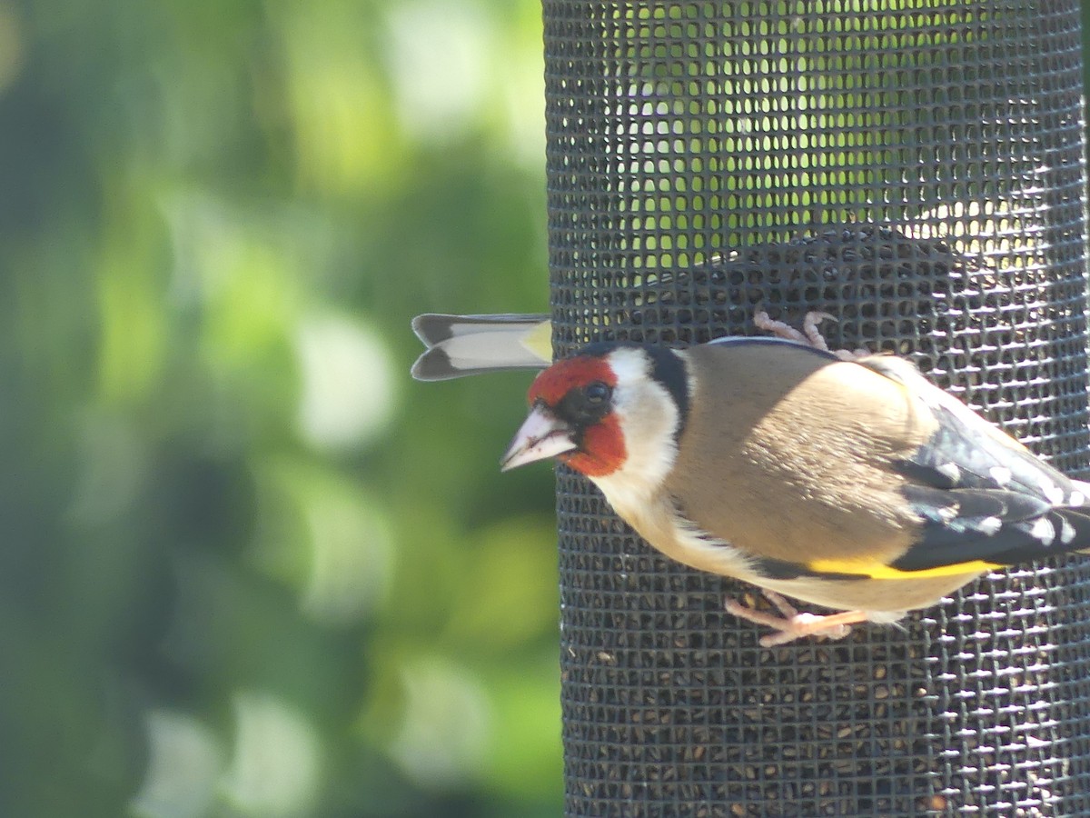 European Goldfinch - ML314062261