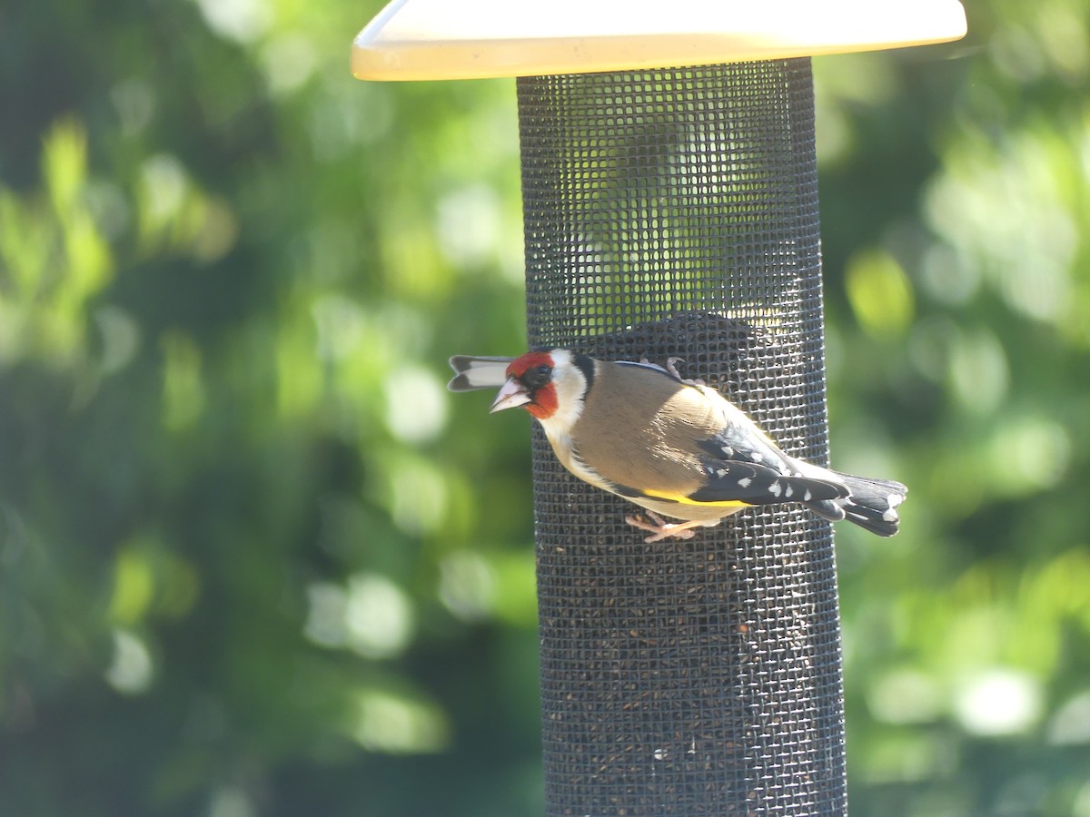 European Goldfinch - ML314062291