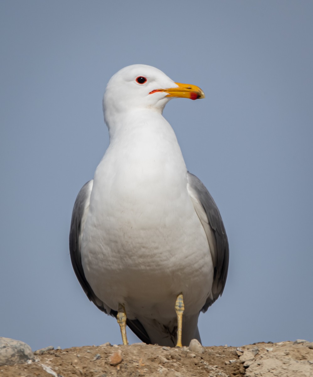 Gaviota Californiana - ML314062961