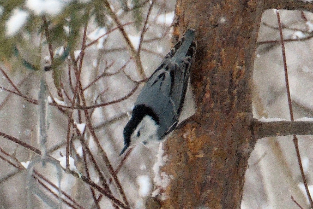 White-breasted Nuthatch - ML314064381