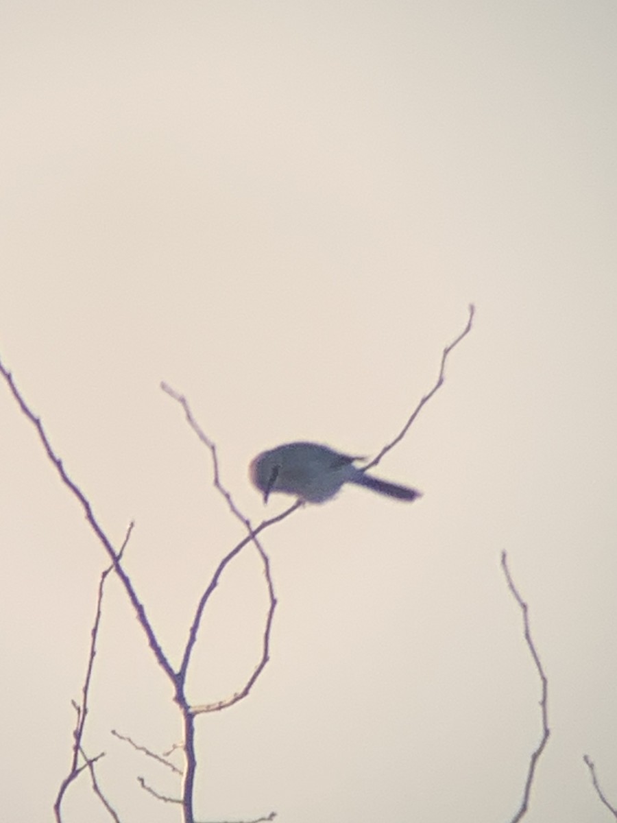 Northern Shrike - Marcus  Chupp