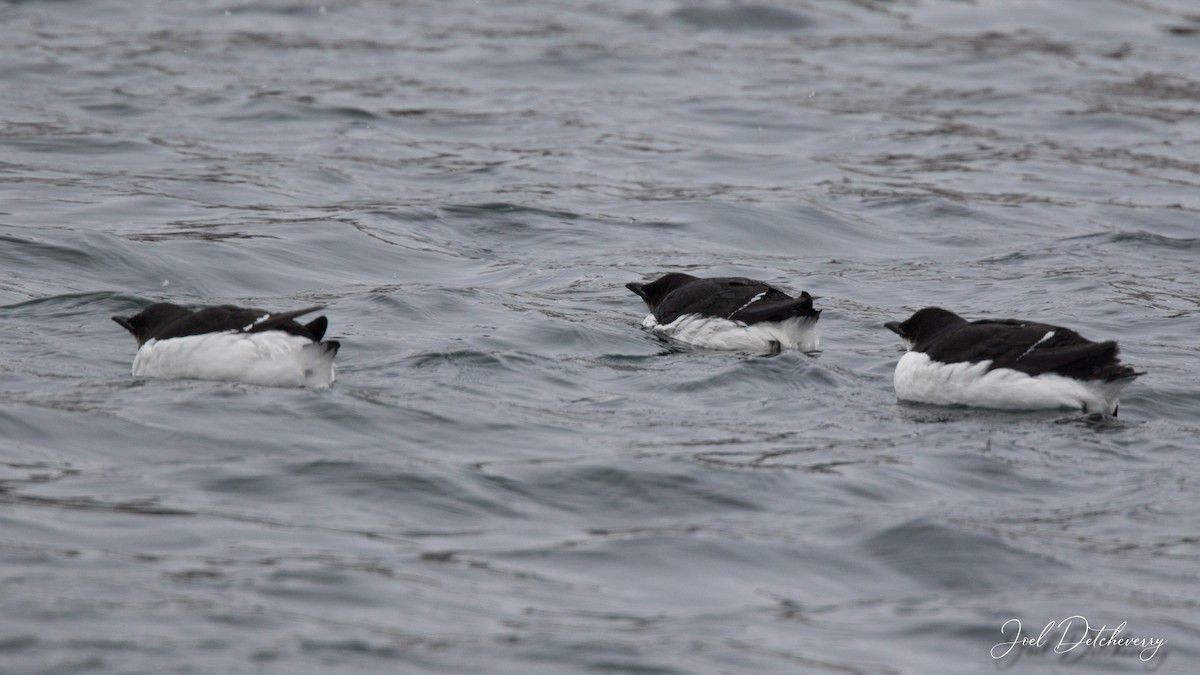 Thick-billed Murre - Detcheverry Joël