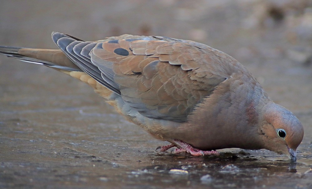 Tourterelle triste - ML314065721