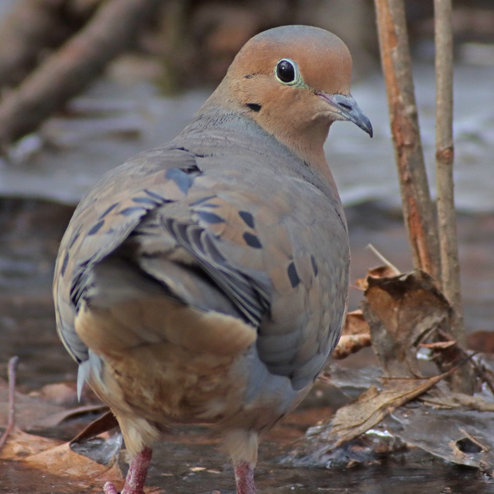 Tourterelle triste - ML314065731
