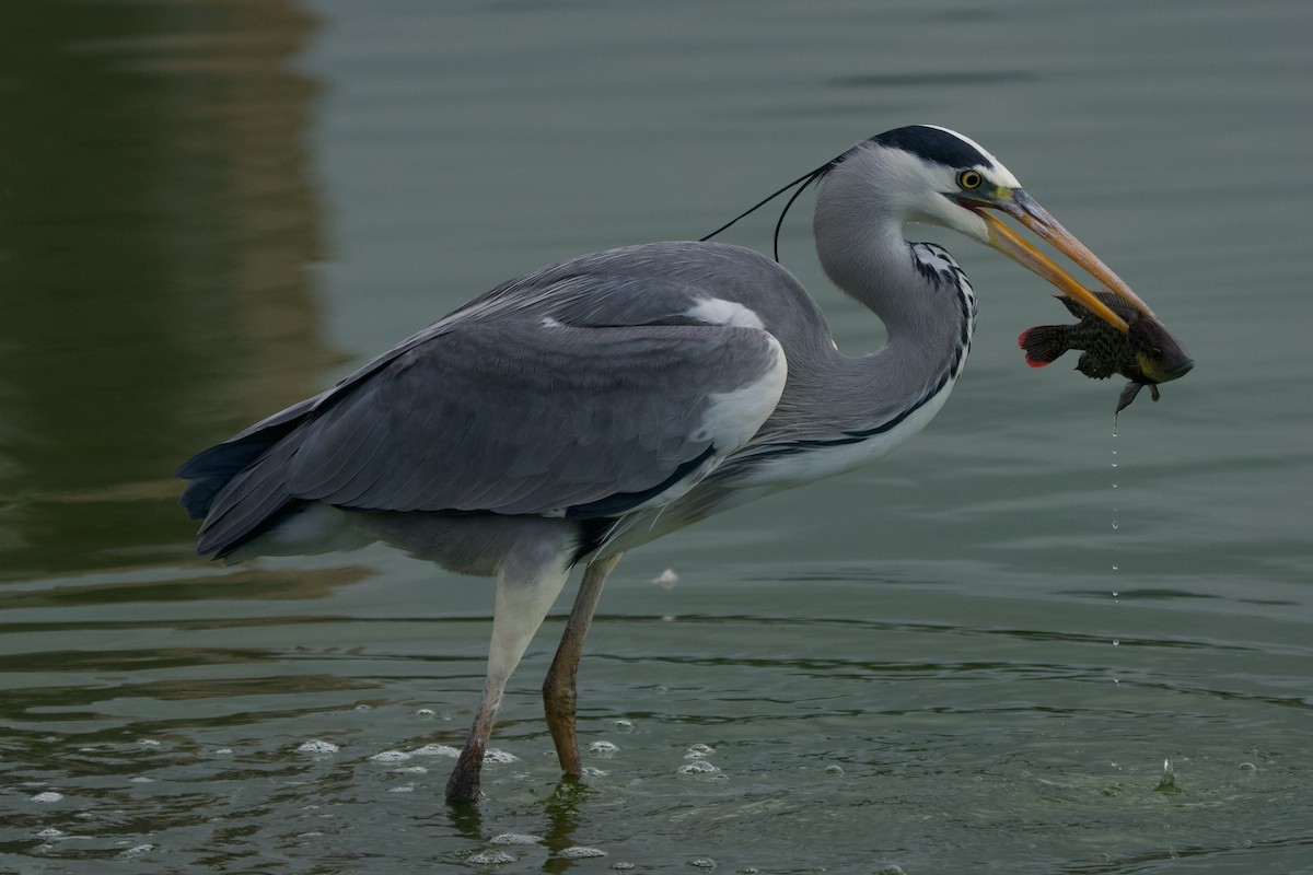 Gray Heron - Alberto Aguiar Álamo