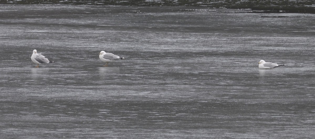 Ring-billed Gull - ML314069191