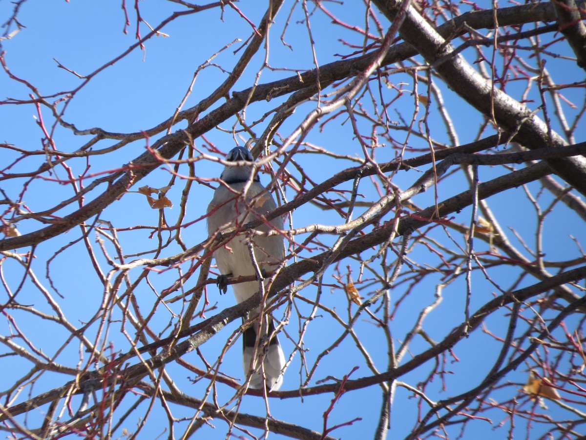 Blue Jay - ML314069921