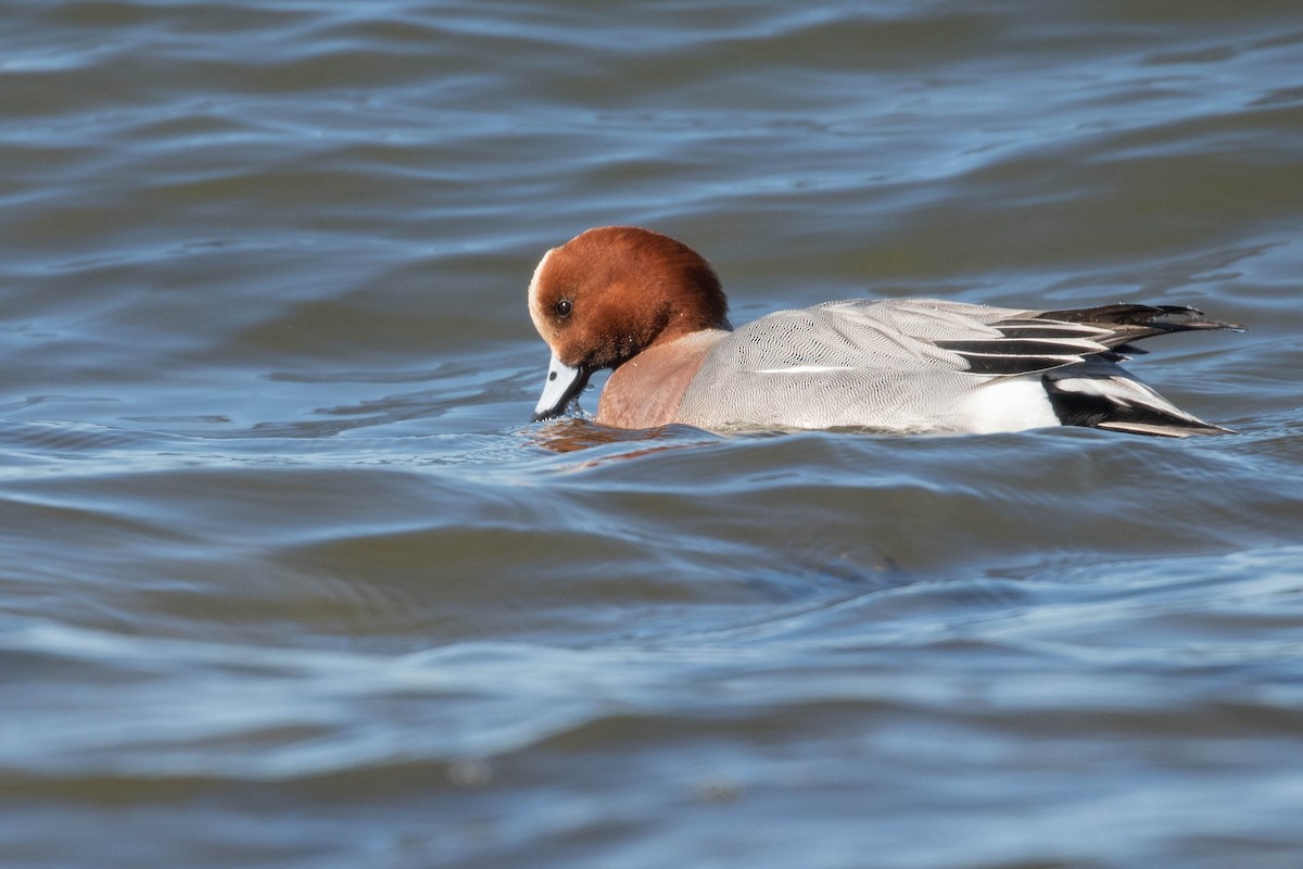 Eurasian Wigeon - Leo Damrow