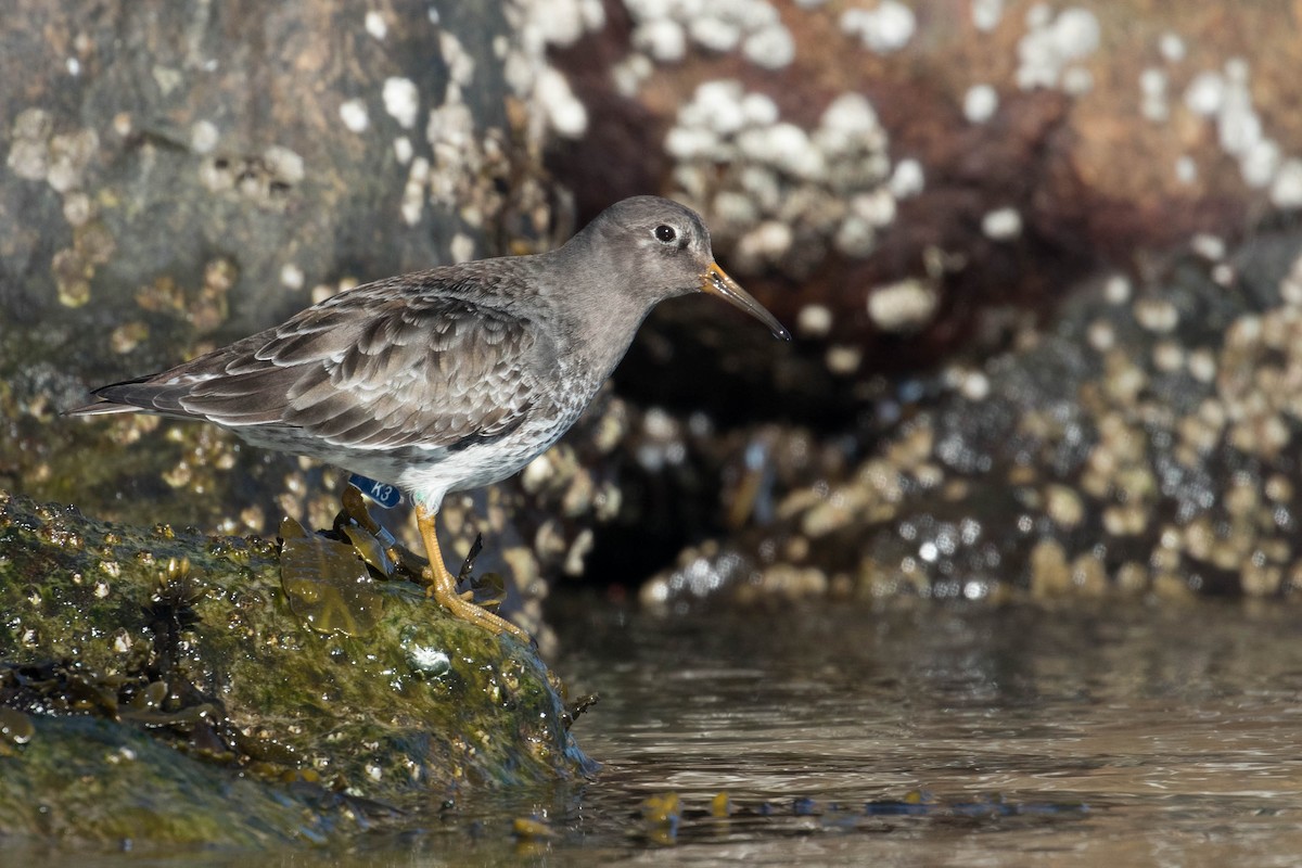 Purple Sandpiper - Leo Damrow