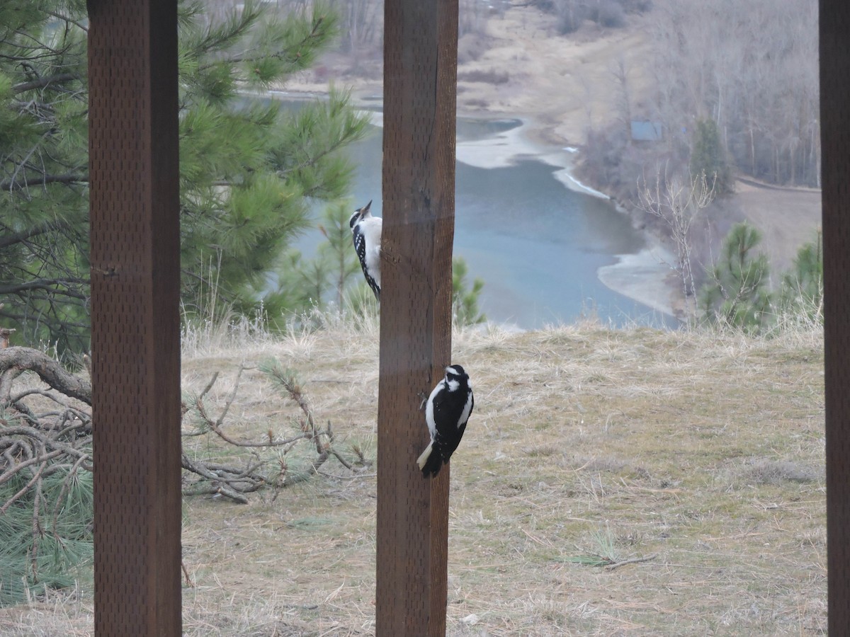 Hairy Woodpecker - ML314070841