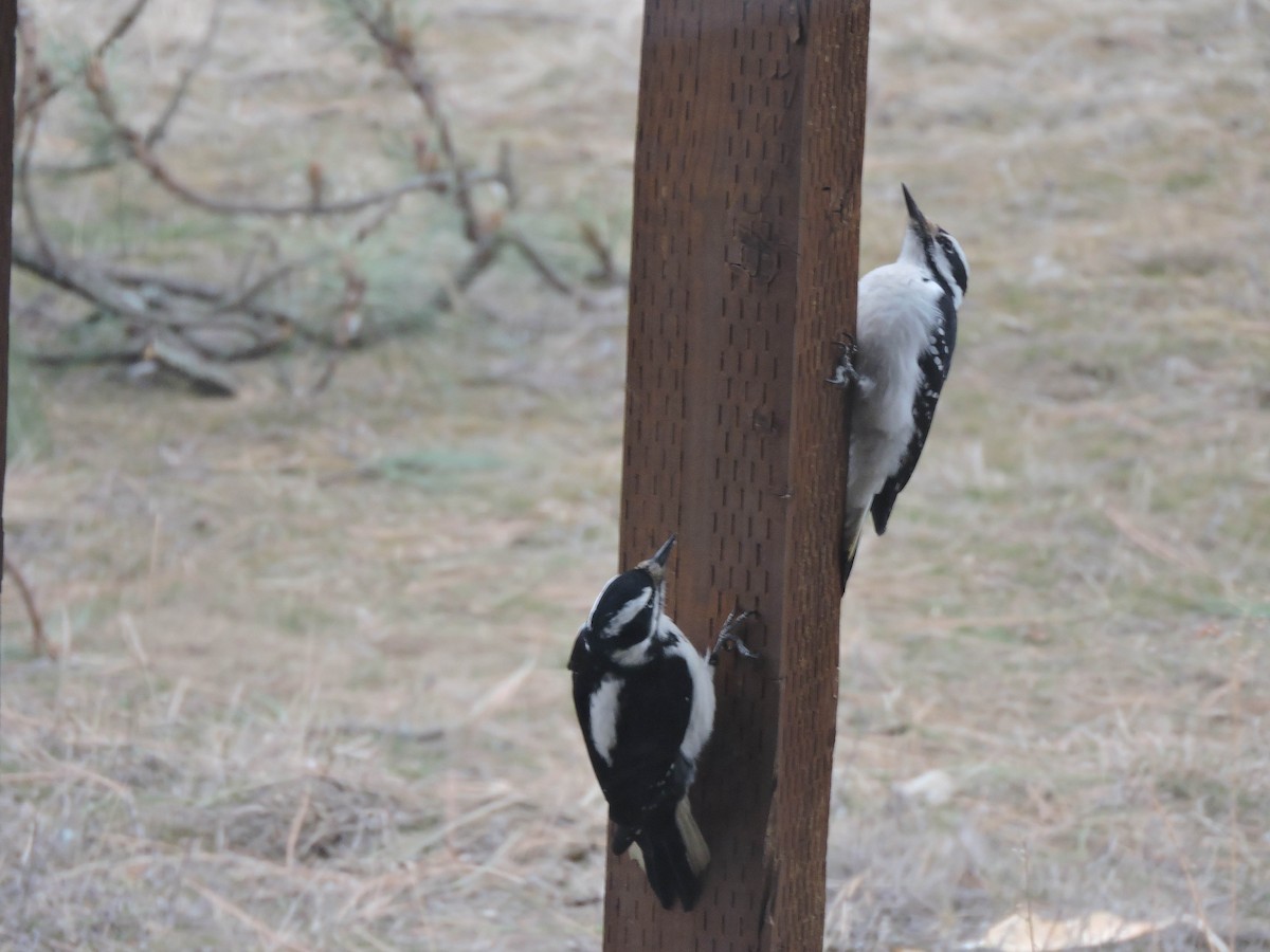 Hairy Woodpecker - ML314070961