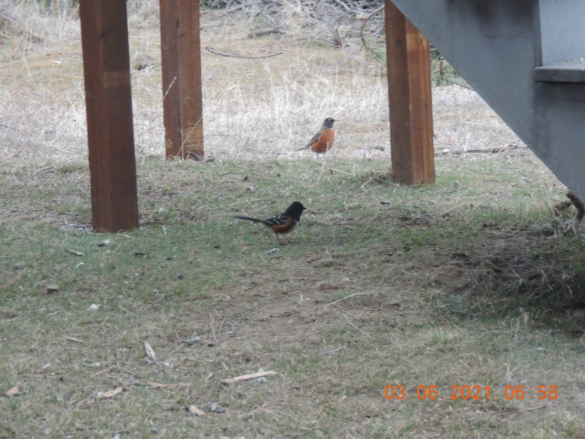 Spotted Towhee - ML314070991