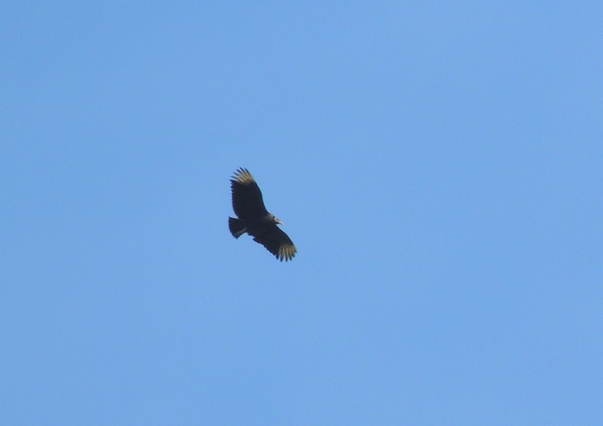 Black Vulture - Ginny Culver