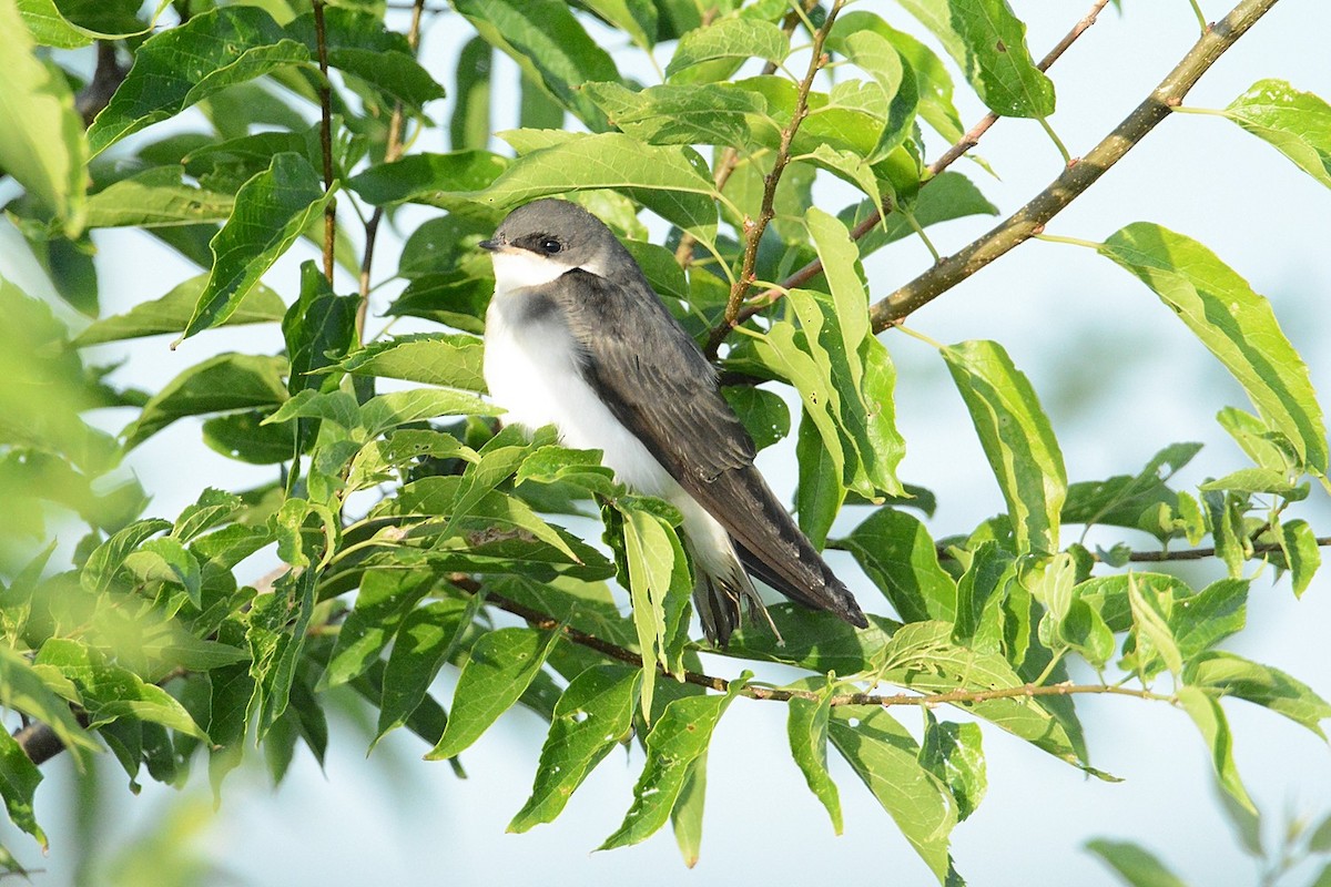 Golondrina Bicolor - ML31407301