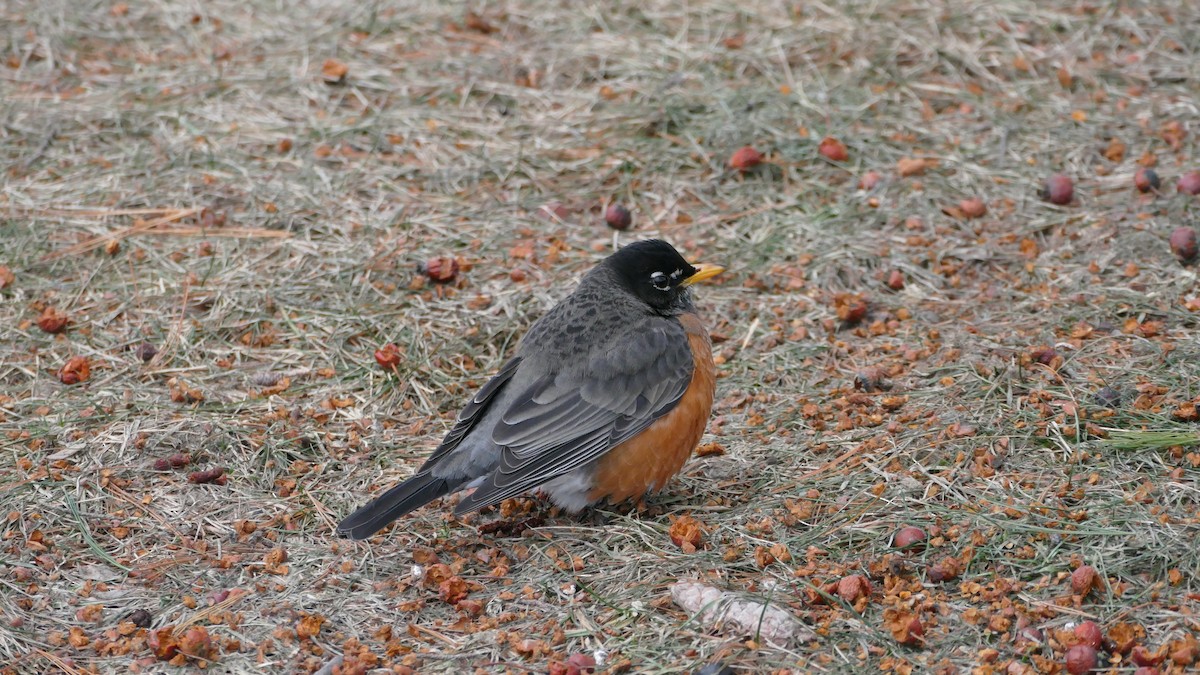 American Robin (migratorius Group) - ML314074661