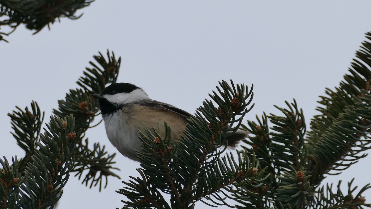 Black-capped Chickadee - ML314074861